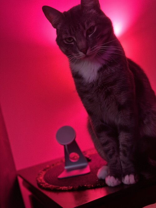 IMG_0511.jpeg